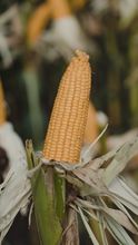 Oferta de venda de Milho GMO e NÃO GMO de origem Brasil, aceitamos apenas compradores diretos