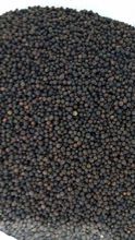 Pimienta Negra de Brasil, ASTA 580/600 GL, B1 560 GL, B2 500 GL, FOB Vitória