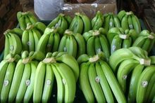 Banana e Banana Cavendish