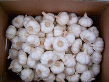White garlic in carton