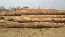 Timber logs In Cameroon 