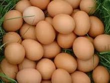 Ovos frescos de galinha