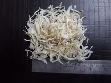 Dehydrated white onion and Garlic from India