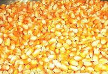 Qualidade Grau 1 Milho Amarelo &amp; Milho Branco/Milho Para Alimentação Humana &amp; Animal
