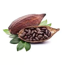 Granos de cacao de Brasil de alta calidad 100% naturales
