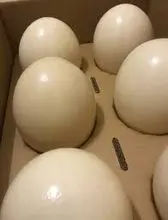 Gourmet food ostrich eggs