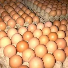 Ovos de galinha brancos e marrons da fazenda fresca