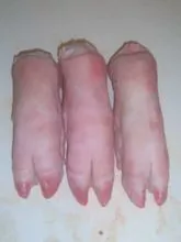 Frozen Pork Parts / Frozen Pork Hind Feet / Frozen Pork Feet