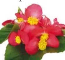 Flower - Begonia Bidens - Red - Sunbegosu