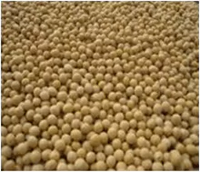 Soybeans In Grain