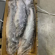 Premium Fresh & Frozen Atlantic salmon whole 