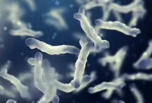 Lacticaseibacillus rhamnosus LRa05