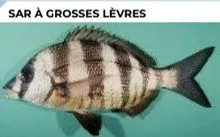 PEIXE SAR À GROSSES LÈVRES / SAR BLANC / SAR DORÉ  