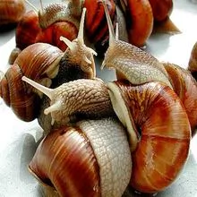 Caracoles gigantes de tierra africana para la venta, caracoles comestibles de alta calidad congelados, secos, caracoles frescos para la venta