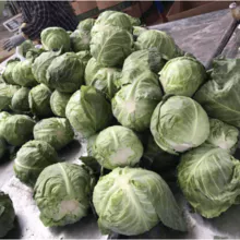 Fresh  Cabbage