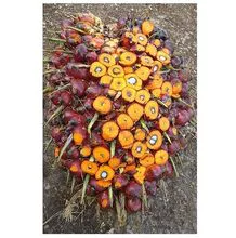  Cachos de frutas frescas (FFB) para produção de óleo de palma