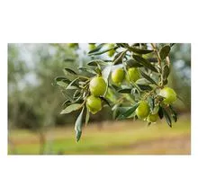 Azeitonas de frutas frescas com preço de venda quente de melhor qualidade
