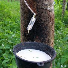 Savia de árbol de caucho natural para aplicaciones industriales y médicas