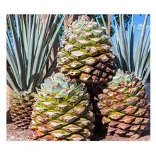 Frutas frescas de agave para produção de suco, geléia e adoçante