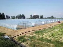 Agricultural vegetables are grown in greenhouses