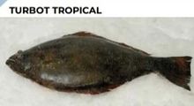 PEIXE TURBOT TROPICAL / DIAGRAMME / BROTULE