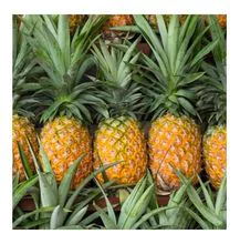 MEJOR PRECIO PIÑA DULCE FRESCA DE ALTA CALIDAD 