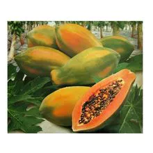 Melhor preço de mamão de frutas frescas estoque a granel disponível com embalagem personalizada 