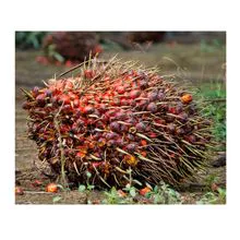 Cachos de frutas frescas com óleo de palma de alta qualidade para venda