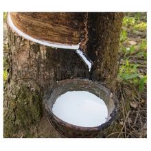 Savia fresca del árbol de caucho para la producción y fabricación de caucho natural