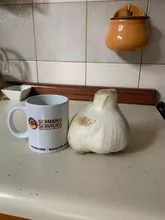 Chilote garlic or white elephant garlic 