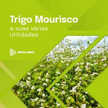 imagem dos produtos