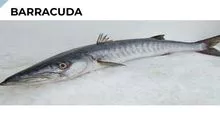BARRACUDA