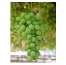 Fruta fresca de calidad pura White Globe Seedless Grapes Francia Proveedor Venta en línea a granel