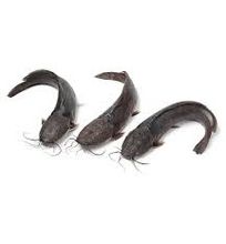 buy IQF catfish exporter