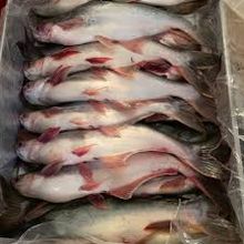 Catfish private label OEM