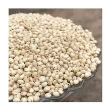 Sorgo vermelho e branco para venda / Farinha de sorgo branco / grãos de sorgo melhores preços