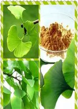 Ginkgo biloba extract,PLANT EXTRACT,Solvent Extraction