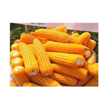 Brazilian Bulk Yellow Corn for Human Consumption.