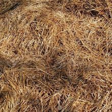 RICE CROP SILAGE/ STRAW SILAGE/ FATTENING COW