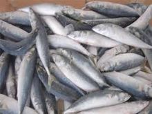 Buy Sardine for human consumption
