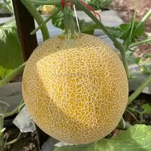 M252 Dulce gran tamaño Híbrido Galia Melon variedad