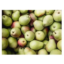 White Pear Organic Pears High Quality Fresh Premium Pears