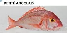 PEIXE DENTÉ ANGOLAIS