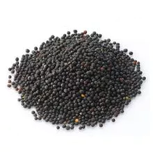 Premium Quality Wholesale Supplier Of Rape Seeds / Canola Seeds / Rapeseeds For Sale 