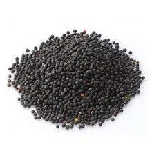 Fornecedor direto de Sementes de Colza/Sementes de Canola/Colza a Preço de Atacado 