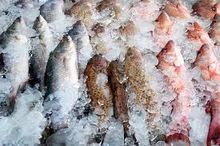 Exportador de mariscos con certificación HACCP