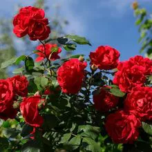 Flor de rosa