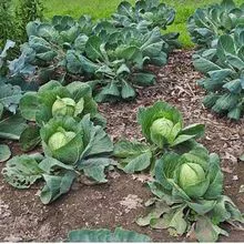 FRESH CABBAGE 