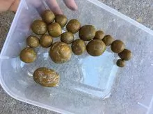 Grade A Ox Gallstones Cattle Gallstones Cow Gallstones
