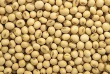 NON-GMO SOYBEANS